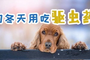 狗狗吃完驱虫药后的饮食安排（合理安排饮食，保障狗狗健康）