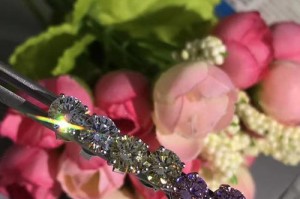 揭秘四爪白的真正含义（探究四爪白蕴含的文化内涵与象征意义）