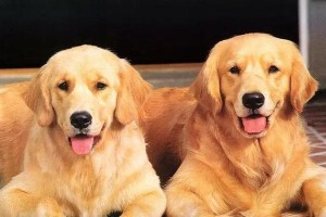 国人心目中的本土猎犬王者（探秘中国最受喜爱的5大本土猎犬品种）