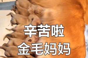 四个月金毛的合理喂养频率（金毛喂养的关键是均衡与适量）