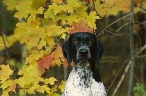 探寻德国犬的优秀品质（德国犬的历史与特点，如何培养德国犬的优秀品质）