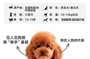 泰迪犬换牙周期及注意事项（了解泰迪犬换牙周期，让宠物更健康快乐）