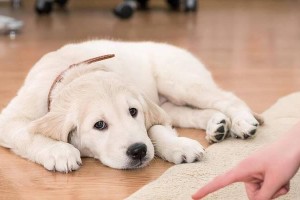 让你的狗狗改掉懒惰的坏习惯（狗狗拒绝走路大多是主人惯的？）