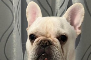 以法牛喂什么犬粮好？（为你的法牛选择适宜的犬粮是关键）