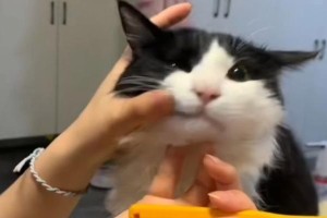 如何让猫咪接受刷牙？（有效的方法帮助猫咪养成刷牙习惯）