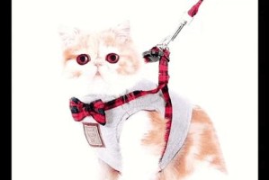追寻猫界贵族的奢华之路（探寻猫咪价格背后的独特价值）