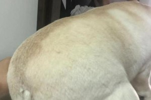以法牛喝什么水？（法牛饮水要注意的关键事项）