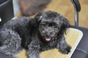 贵宾犬的毛色之谜（探索贵宾犬常见和罕见的毛色变异）