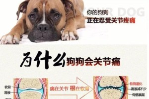常见狗病及防治方法（宠物狗的健康忧虑解答）