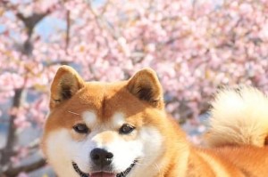 探索狗的品种与价值的关系（揭秘狗的市场价值和潜在利润，）