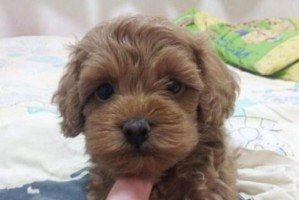 泰迪犬价格及特征解析（泰迪犬价格一览及其可爱特征）