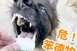德牧吐的原因及解决方法（了解德牧的吐血原因，学会正确应对）