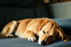 幼犬的睡眠需求与习惯（以幼犬一天睡多久正常吗？如何培养良好的睡眠习惯？）
