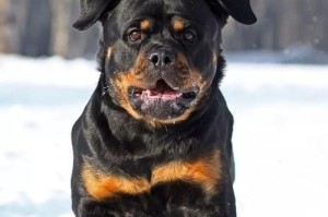适合一般家庭的护卫犬种类（选择适合您家庭的忠诚伙伴，）