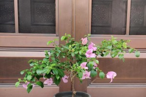 养变色龙的好处——探索多彩世界（发现生命的奥妙，与变色龙共舞）