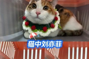 猫咪的血液化验（探索猫咪血液化验的必要性和操作步骤）