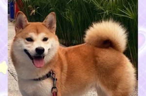如何辨别纯种柴犬？（纯种柴犬的具体特征与辨别方法）