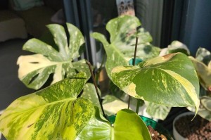 陆龟的主要食物来源是植物（了解陆龟饮食习性，丰富它们的食物选择）