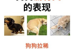 狗肠胃炎，选择什么药物治疗最好？（选择合适的药物是狗肠胃炎治疗的关键）