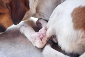 狗的怀孕期是多久？（了解狗的怀孕期有助于照顾母犬健康）