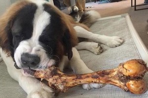 20天大的狗狗适合吃什么？（一份详细的饮食指南帮你照顾新成员）