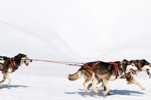 非常棒的雪橇犬品种（除了雪橇三傻外，还有这6种狗也是优秀的雪橇犬）