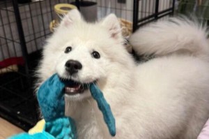 萨摩耶与金毛犬（探究两种狗的外貌、性格、饲养等方面的异同）
