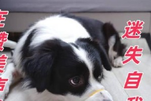 探寻以德牧出生纸的意义与价值（纪录血脉传承，见证历史痕迹）