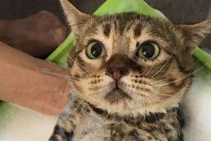 猫咪为什么喜欢拖走毛巾？（探索猫咪的行为习惯与欲望）