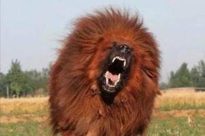 天价藏獒（藏獒市场泡沫破裂，价格暴跌，何去何从？）