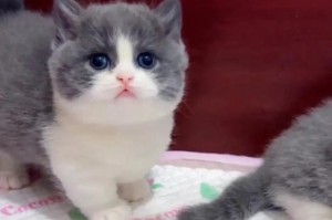 断奶后小猫咪最适合的食物是什么？（为你的小猫提供最健康的饮食，让它茁壮成长）