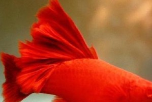 以红剑与热带鱼的混养之道（发现新奇混养组合，探索水族馆的多样性）