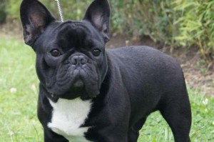 探究法国斗牛犬高昂的价格（揭秘法斗贵背后的原因）