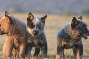 世界上寿命最长的十种狗狗（中国的两种长寿狗狗——柴犬和京巴）