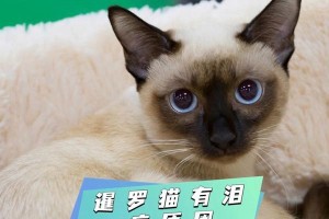 暹罗猫眼疾与健康——了解你的暹罗猫眼睛的影响（探索暹罗猫眼睛问题的原因和解决方法）