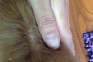 狗狗剃掉块皮的康复时间及注意事项（了解康复时间，助力狗狗健康恢复）