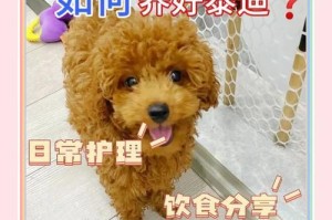 养好泰迪的4个饮食禁忌！（让你的泰迪更健康漂亮，提防这些饮食错误！）