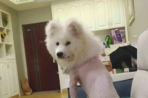 以萨摩耶犬的掉毛问题（了解以萨摩耶犬的掉毛原因和解决方法）