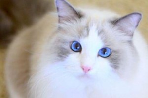 探寻可爱无比的布偶猫（一只忠诚而温柔的伴侣）