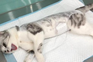 母猫生完后多久可以进行绝育手术？（了解适合绝育的最佳时机，关心母猫的健康）