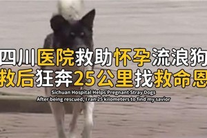 狗小产（小心！你的爱犬可能正在经历一次小产——关注宠物健康的必要知识）
