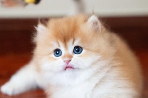 猫舍猫的颜色代表什么？（解读猫咪毛色背后的秘密）