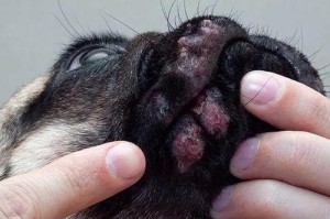 狗狗过敏原解析（揭秘影响狗狗健康的15种过敏原）