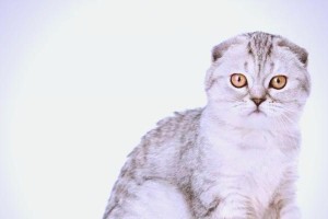 折耳猫的价格与性格特点解析（折耳猫价格不菲，性格温顺可爱）