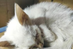 跳蚤的生命周期与淹死时间（揭秘跳蚤的生命之谜，研究多久才能淹死它们？）