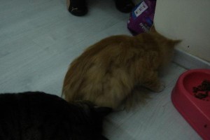 猫咪闹腾需要多久？（揭秘猫咪闹腾的时长与原因）