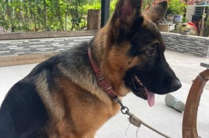 以德牧（探索德国牧羊犬背后的故事和品质）