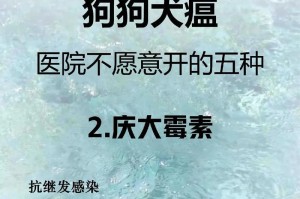如何帮助犬快速康复？（掌握关键技巧，加速犬的康复进程）