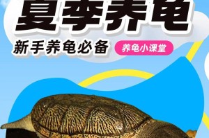 养乌龟的注意事项及讲究（养乌龟需要掌握的关键要点）