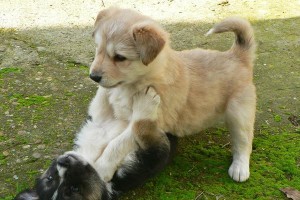 母犬配种后多久能生小狗？（母犬配种后的妊娠期及分娩时间）